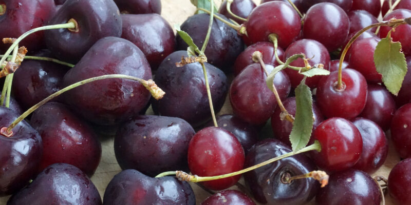 Вишня и черешня: отличия