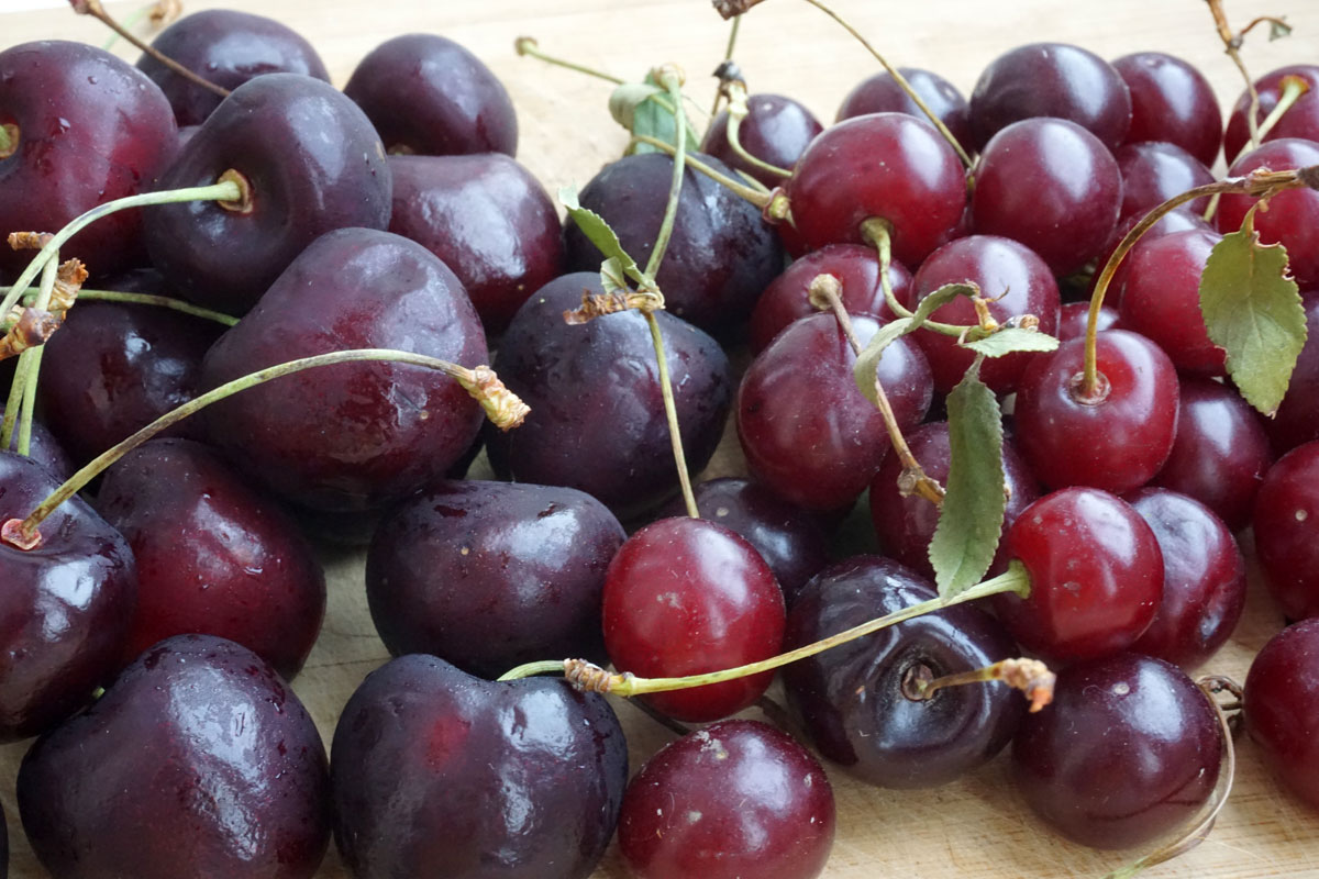 Вишня и черешня: отличия
