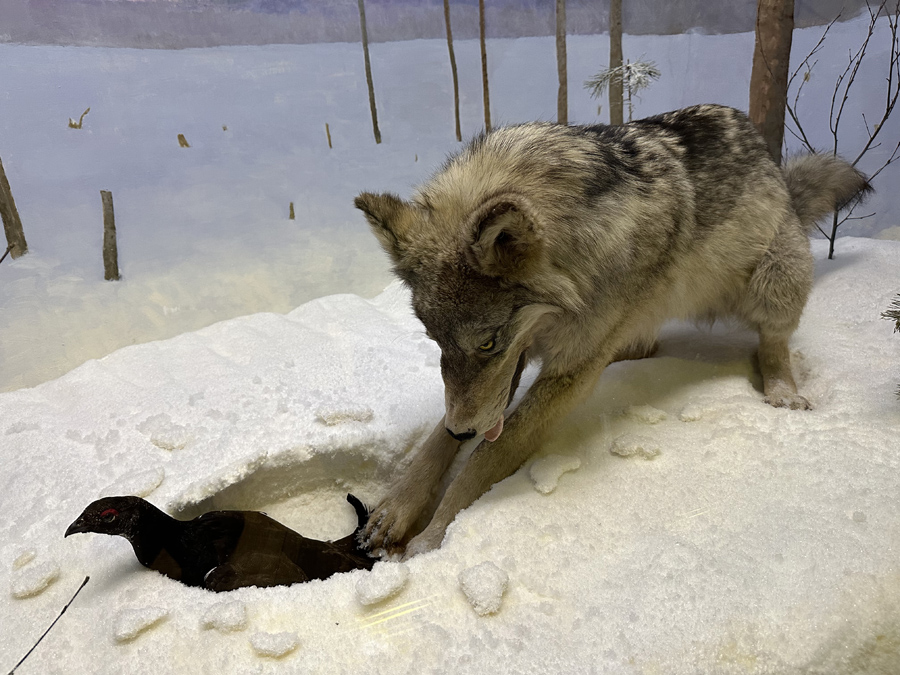 Волк и тетерева