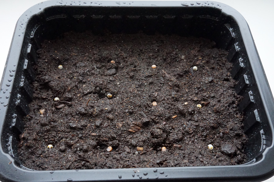 Выращивание рассады калибрахоа из семян в домашних условиях
