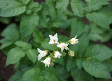 Картофель (лат. Solanum tuberosum)