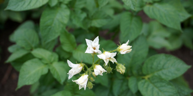 Картофель (лат. Solanum tuberosum)