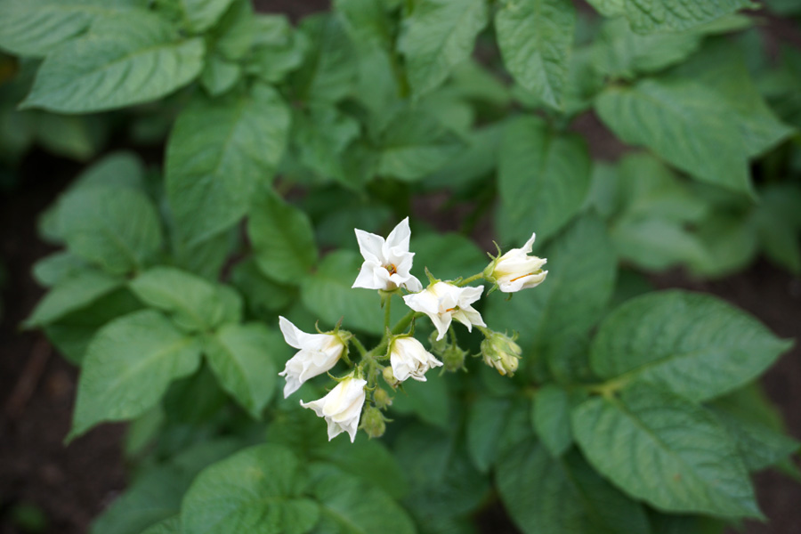Картофель (лат. Solanum tuberosum)