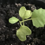 Выращивание кольраби из семян: посев, уход и сроки сбора урожая