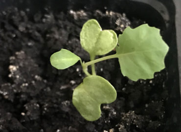 Выращивание кольраби из семян: посев, уход и сроки сбора урожая