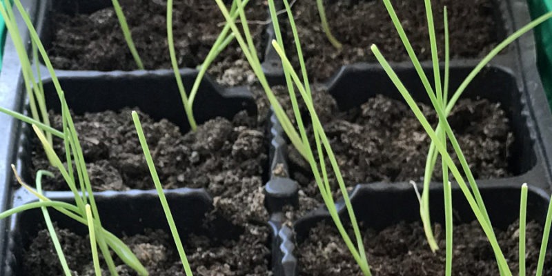 Выращивание репчатого лука из семян