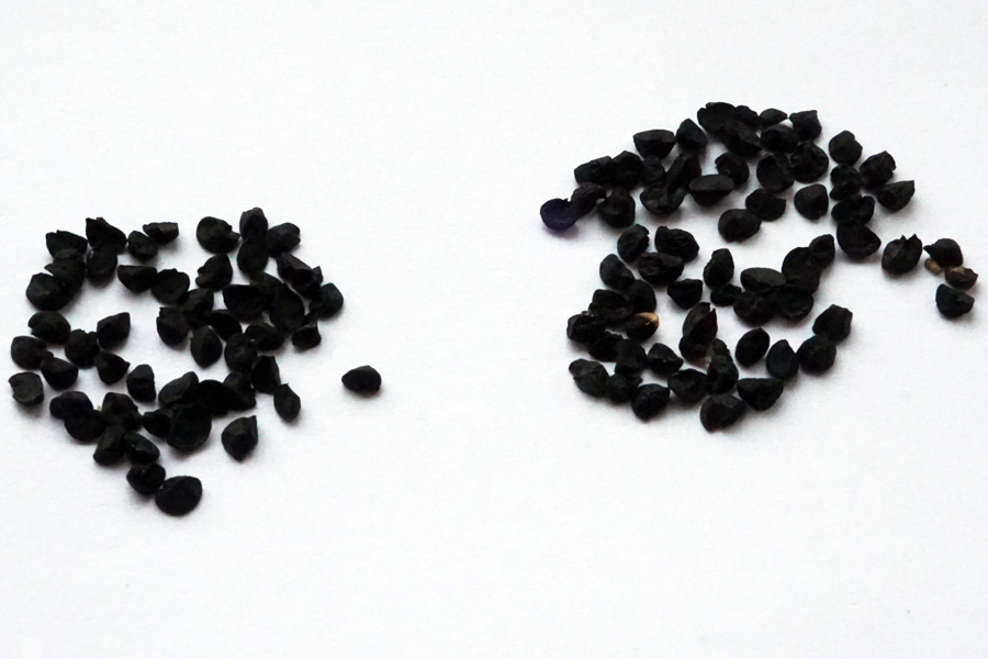 Семена лука репчатого Эксибишен (слева), семена лука репчатого Ялтинский красный (справа)