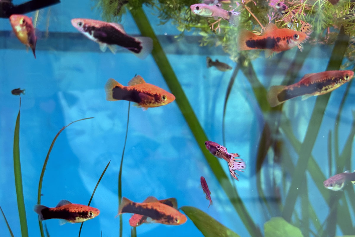 Меченосцы в аквариуме