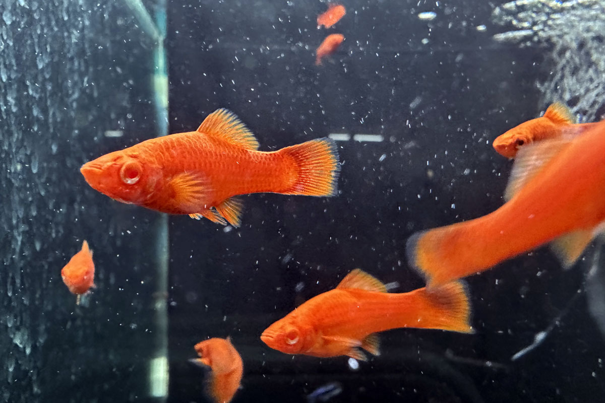 Меченосцы в аквариуме