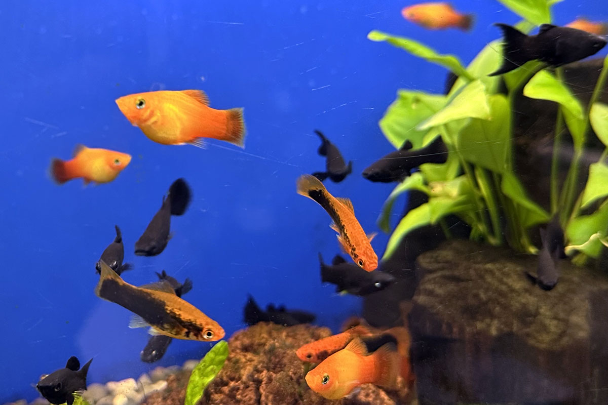 Меченосцы в аквариуме