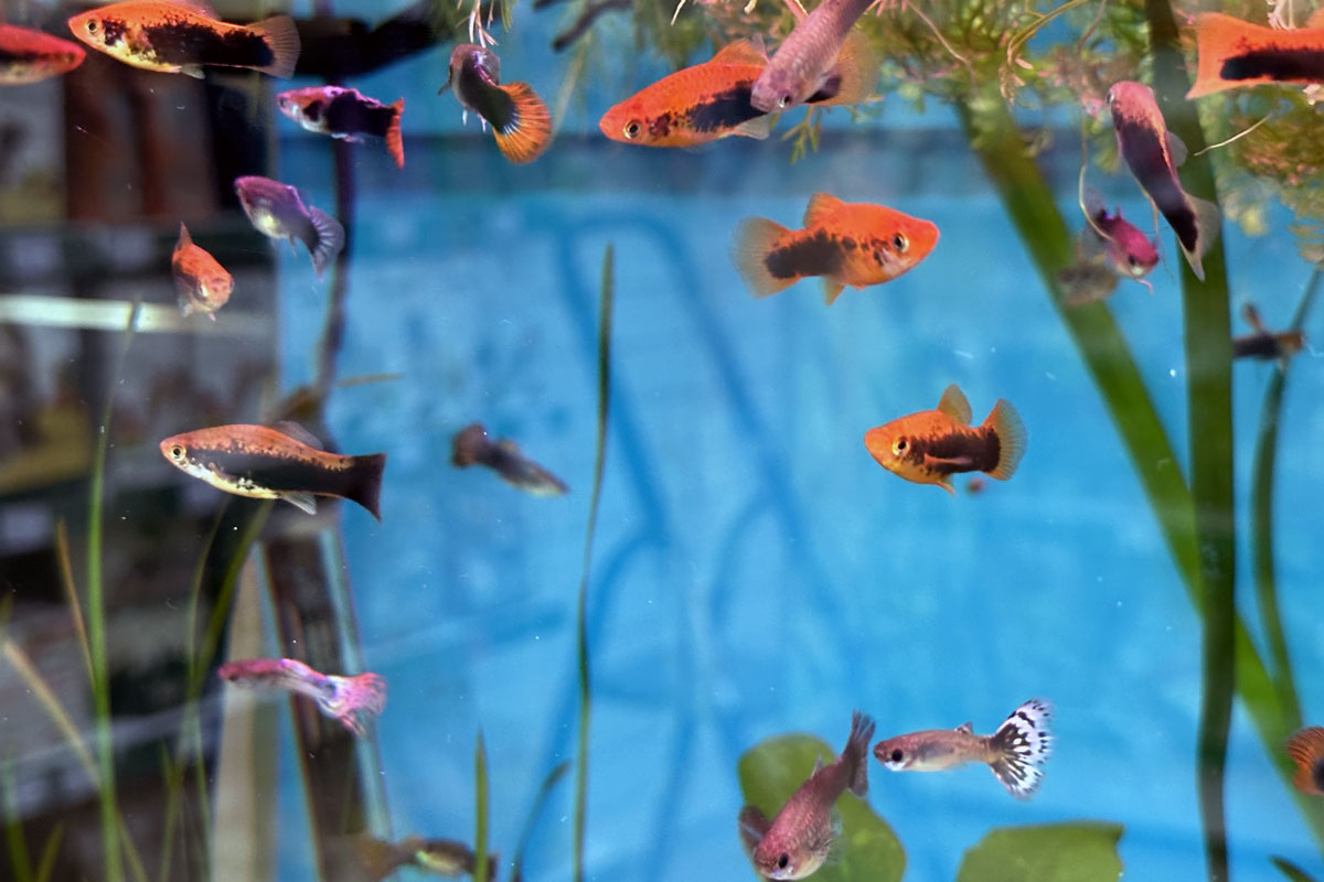 Меченосцы в аквариуме