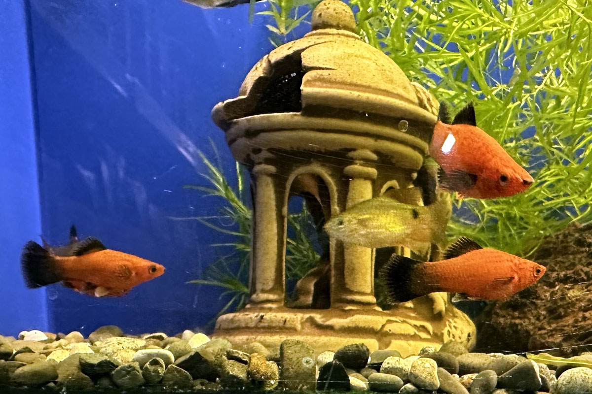 Меченосцы в аквариуме