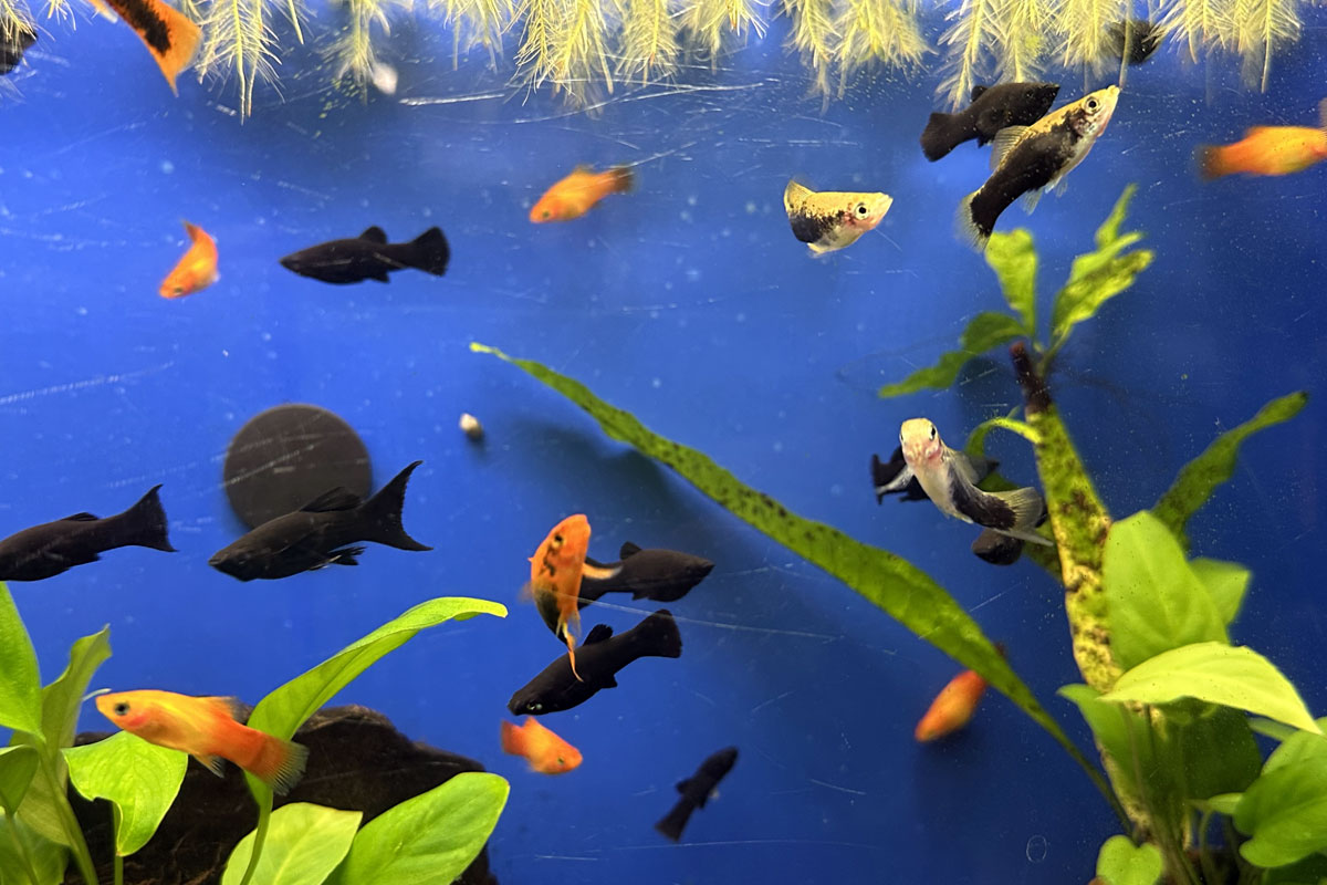 Меченосцы в аквариуме