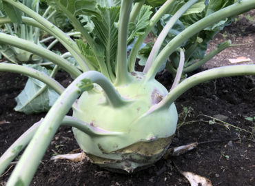 Сбор урожая и хранение капусты кольраби