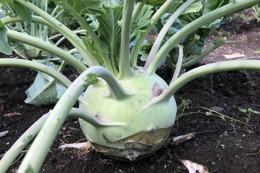 Сбор урожая и хранение капусты кольраби