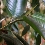 Забота о комнатных растениях осенью и зимой