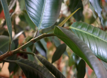 Забота о комнатных растениях осенью и зимой