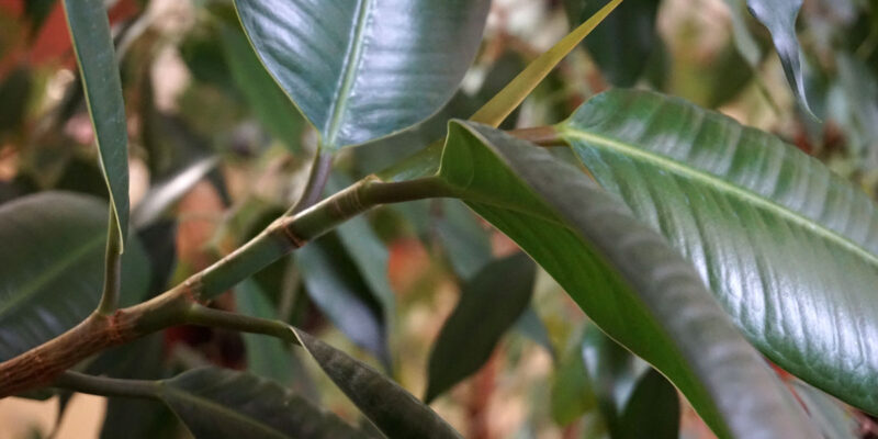 Забота о комнатных растениях осенью и зимой