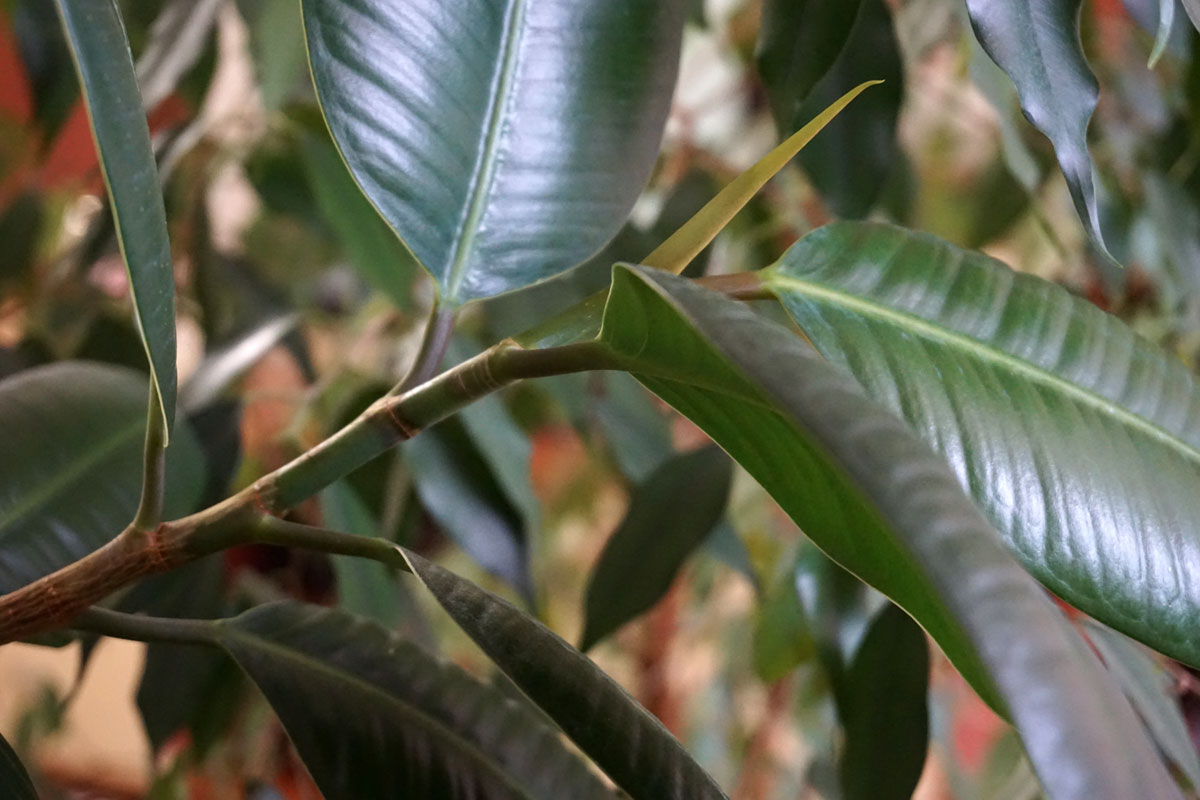 Забота о комнатных растениях осенью и зимой