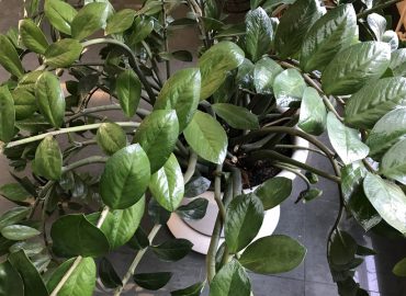 Замиокулькас замиелистный (Zamioculcas zamiifolia): уход и размножение