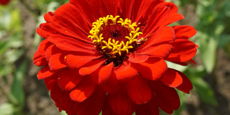 Цинния (лат. Zinnia)
